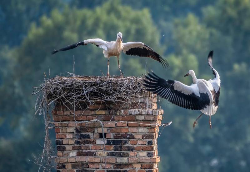 Expert Chimney Animal Removal in Chatsworth, CA Professional Chimney Animal Removal Services in Chatsworth, California